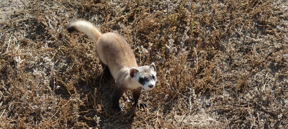 Black-footed ferret COVID-19 vaccination seems to be working - The Wildlife  Society