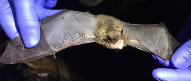 Newswise: Deadly White-Nose Syndrome Changed Genes in Surviving Bats