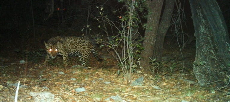 Could more Southwest land support more jaguars? - The Wildlife Society