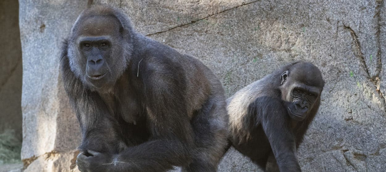 Apes receive experimental coronavirus vaccine The Wildlife Society