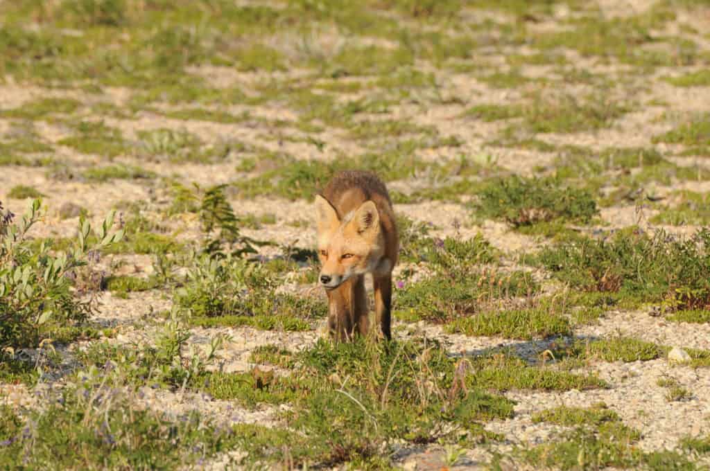 Foxes encourage boreal forest growth - The Wildlife Society