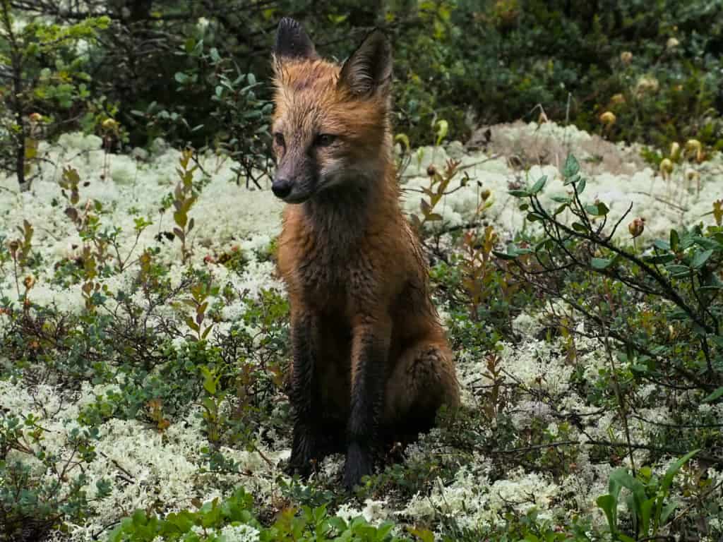 Foxes encourage boreal forest growth - The Wildlife Society