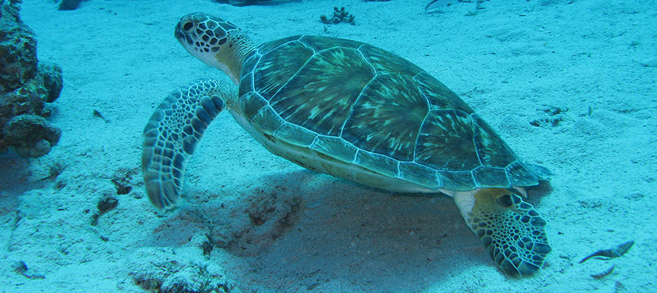 Leeches linked to sea turtle tumors - The Wildlife Society