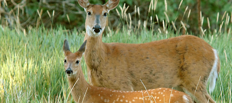 The top 22 can deer get covid Full Info
