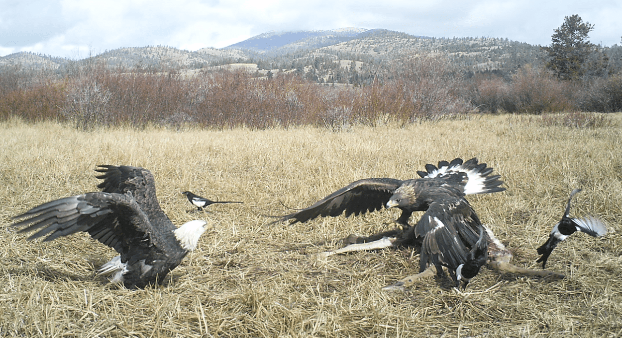 JWM Nonmigratory eagles suffer ‘troubling’ lead exposure The