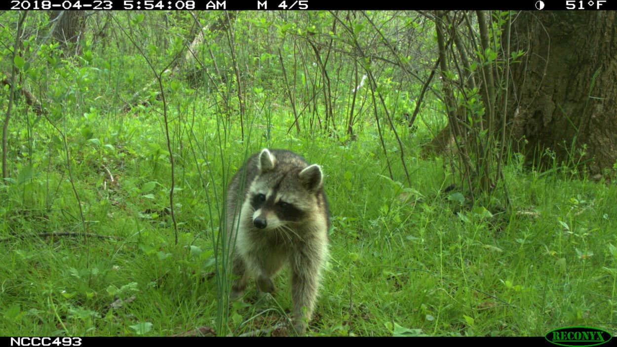 Wild Cam: Community scientists help detect North Carolina wildlife