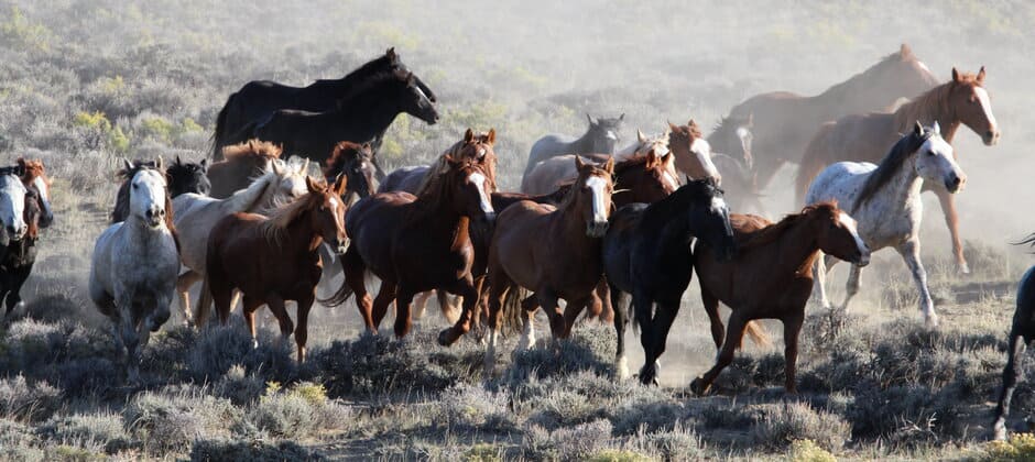 BLM to remove up to 3,500 horses from Wyoming - The Wildlife Society