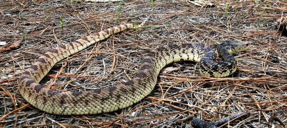 eDNA can root out hidden Louisiana pinesnakes - The Wildlife Society