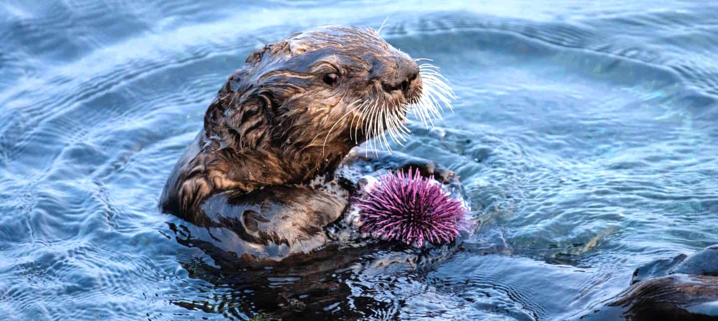 Monterey Bay sea otters maintain kelp supply The Wildlife Society