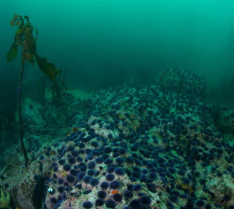 Monterey Bay sea otters maintain kelp supply - The Wildlife Society