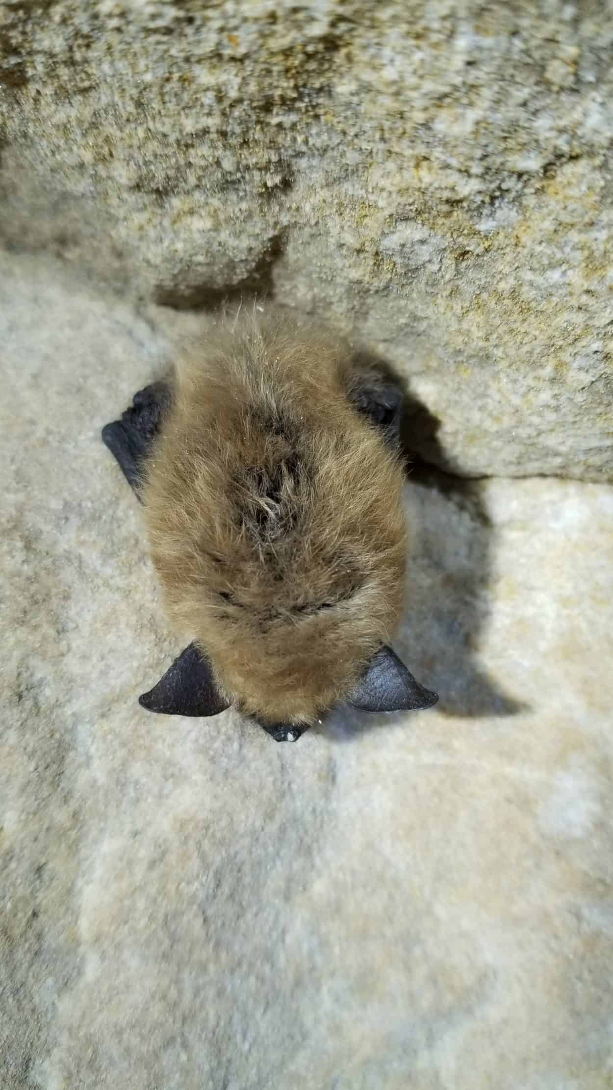do bats hibernate in colorado