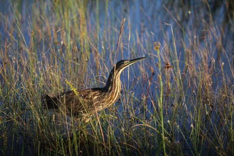 Action Center Migratory Bird Protection Act The Wildlife Society