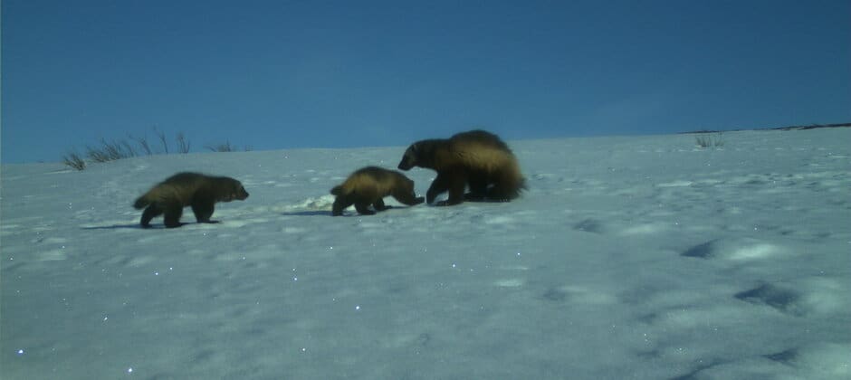 Wolverines den in caves formed in permafrost - The Wildlife Society