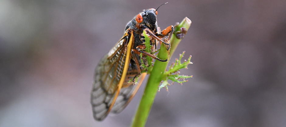 In some areas, cicadas may be no-shows - The Wildlife Society