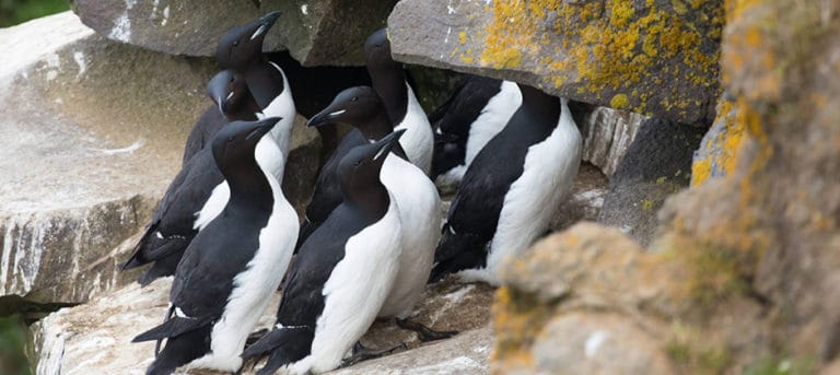 Climate change affects seabirds’ ability to breed - The Wildlife Society