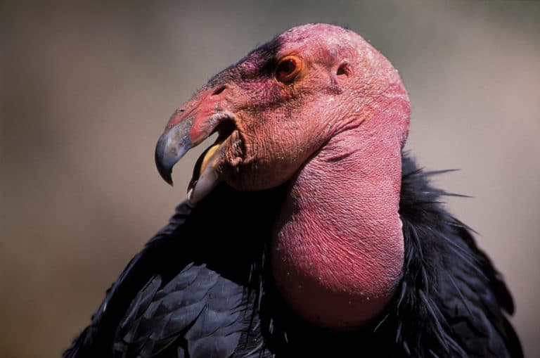 Recovering wild condors maintain high diversity The Wildlife