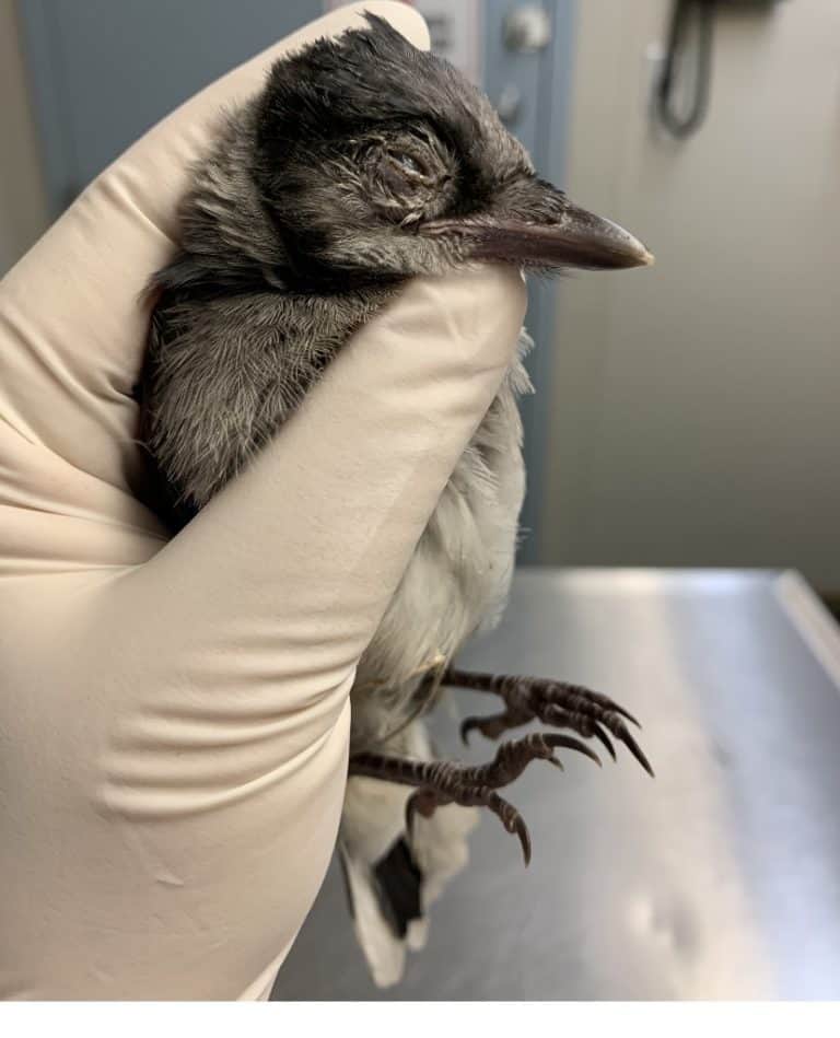 Mysterious bird blindness cases drop in D.C. area The Wildlife Society