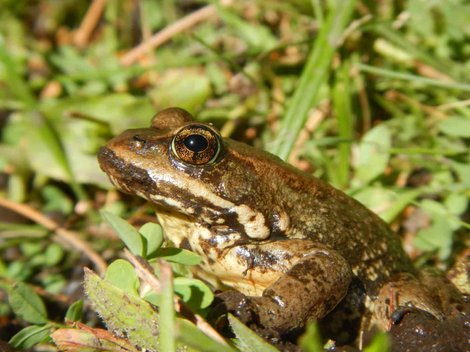 Cascades frogs in California are genetically distinct - The Wildlife ...