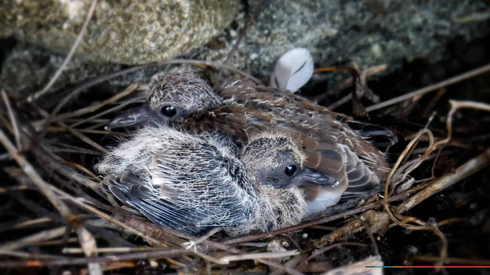 Puerto-Rico-seabirds-8