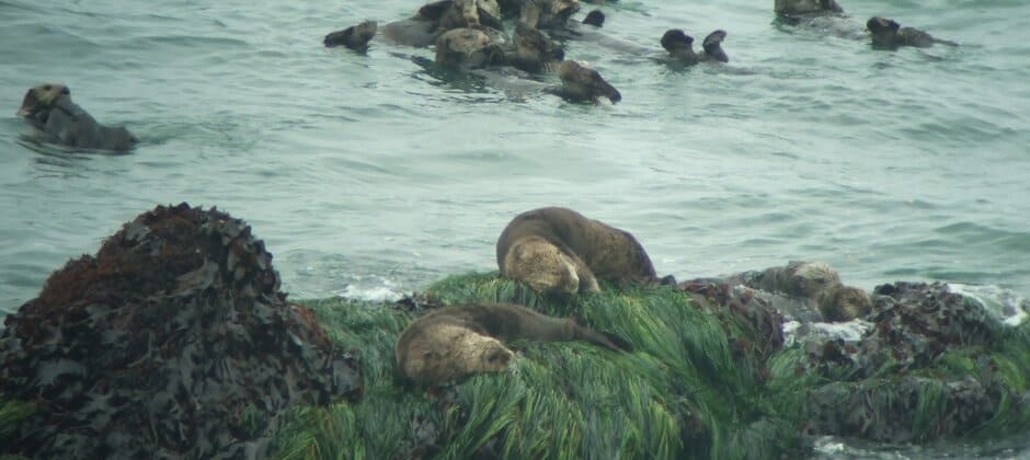Decades-old sea otter translocations prove successful - The Wildlife ...