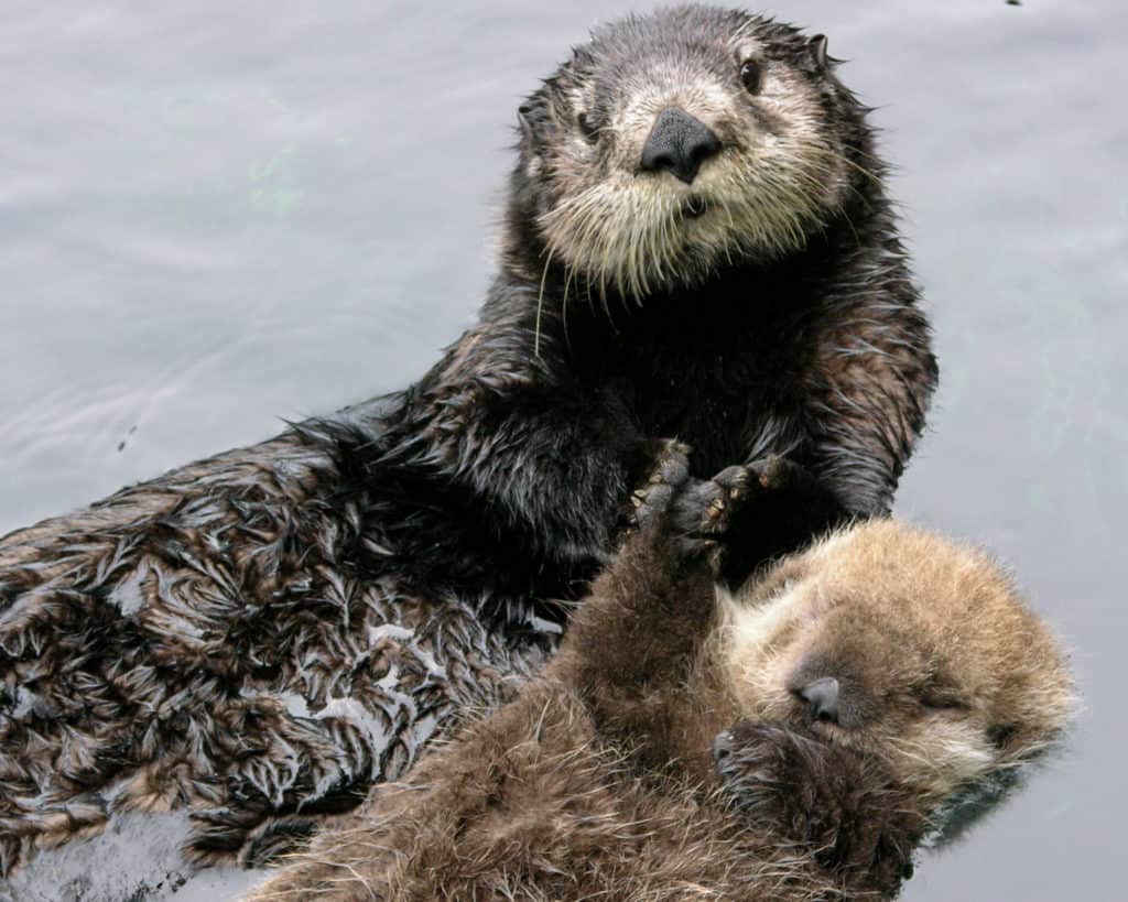 Decades-old sea otter translocations prove successful - The Wildlife ...