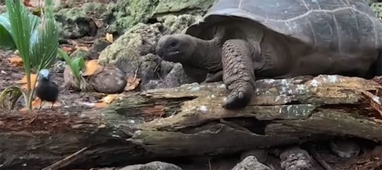 Watch: Giant tortoise hunts a baby bird - The Wildlife Society