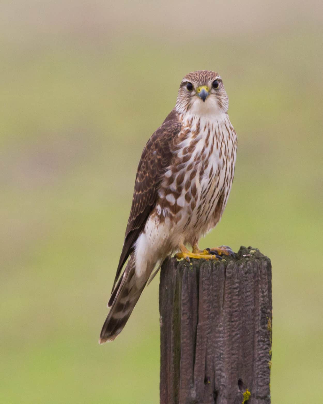 Songbirds fuel merlin migration - The Wildlife Society