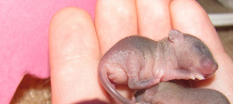 Do newborn mammals dream the world they’re entering? - The Wildlife Society