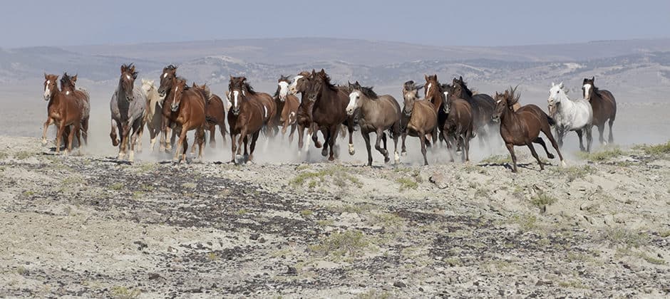 BLM removing wild horses across West - The Wildlife Society