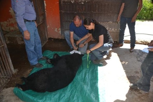 Mexican-black-bears-2