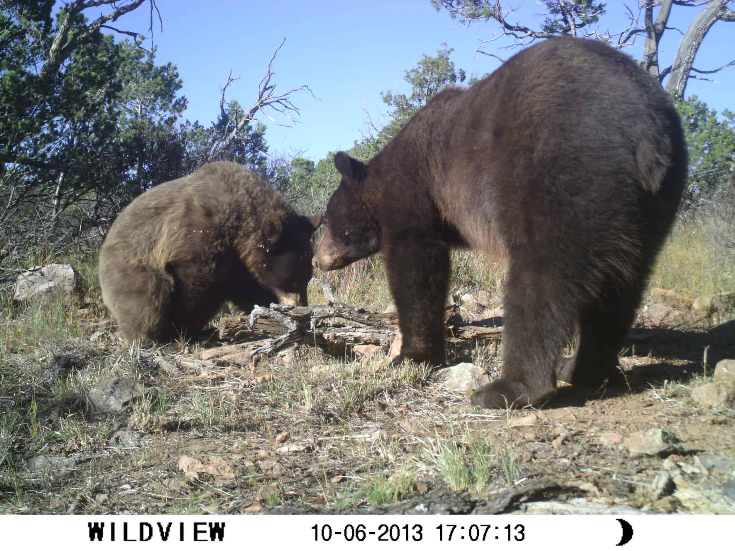 Mexican-black-bears-6-scaled