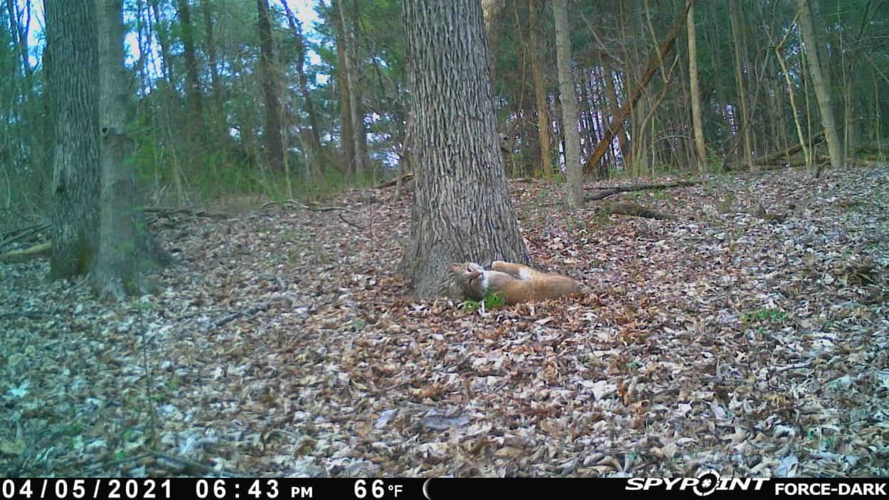 Coyotes And Bobcats Coexist The Wildlife Society 