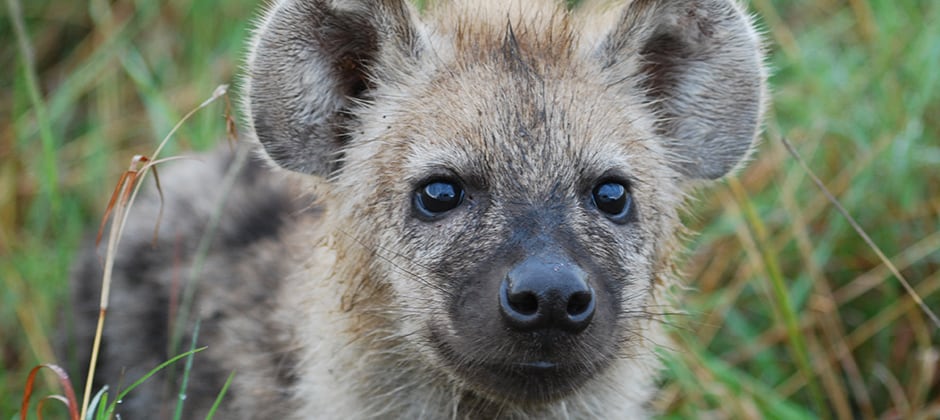 Mind-altering parasite makes hyena cubs bolder - The Wildlife Society