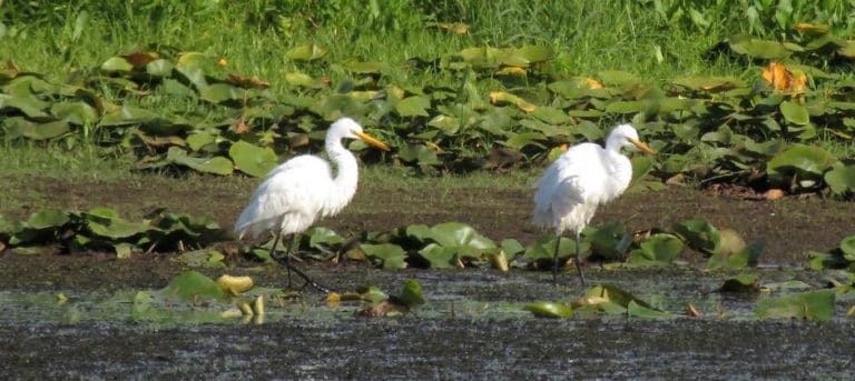 New Usfws Grants Support Wetlands, Endangered Species - The Wildlife 