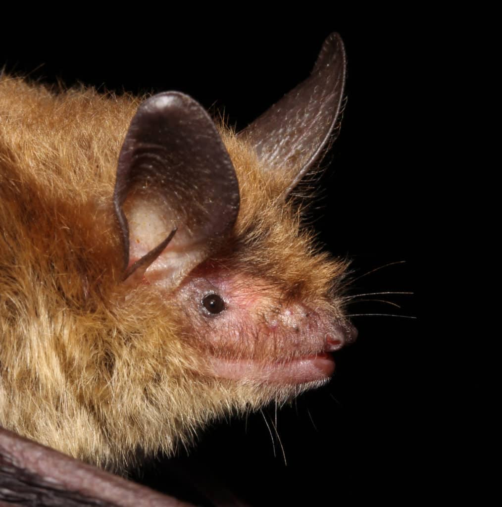 WNS takes a toll on West Virginia bat populations - The Wildlife Society