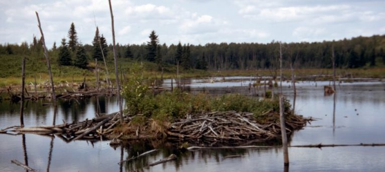 Managing industrious beavers in Canada proves difficult - The Wildlife ...