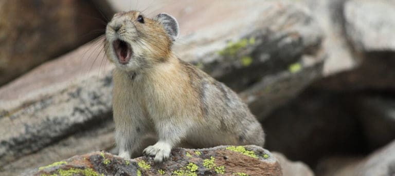 Climate Change Affects Pikas Even In Unlikely Areas The Wildlife Society