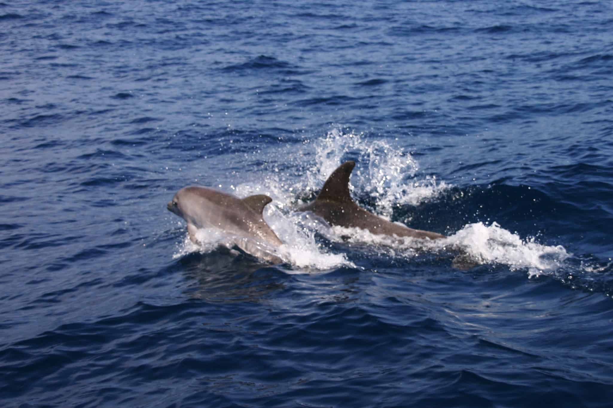Venezuelan-dolphins-4