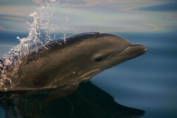 Venezuelan-dolphins-6