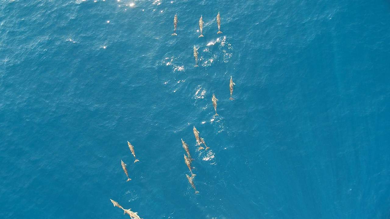 Venezuelan-dolphins-8