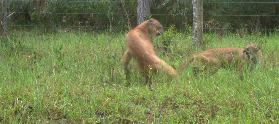 Scientists estimate growing Florida panther population