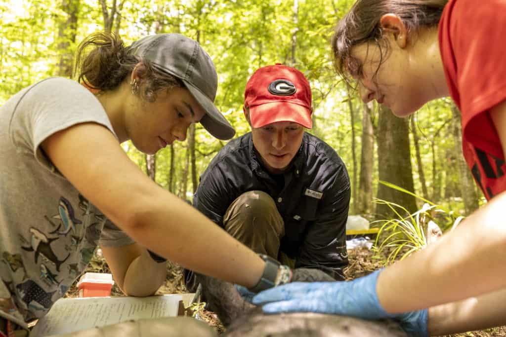 Learning about wild pig movements can aid management - The Wildlife Society