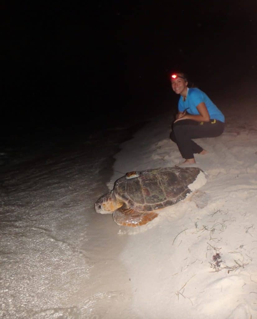 Small loggerhead females nesting in southeastern U.S. - The Wildlife ...