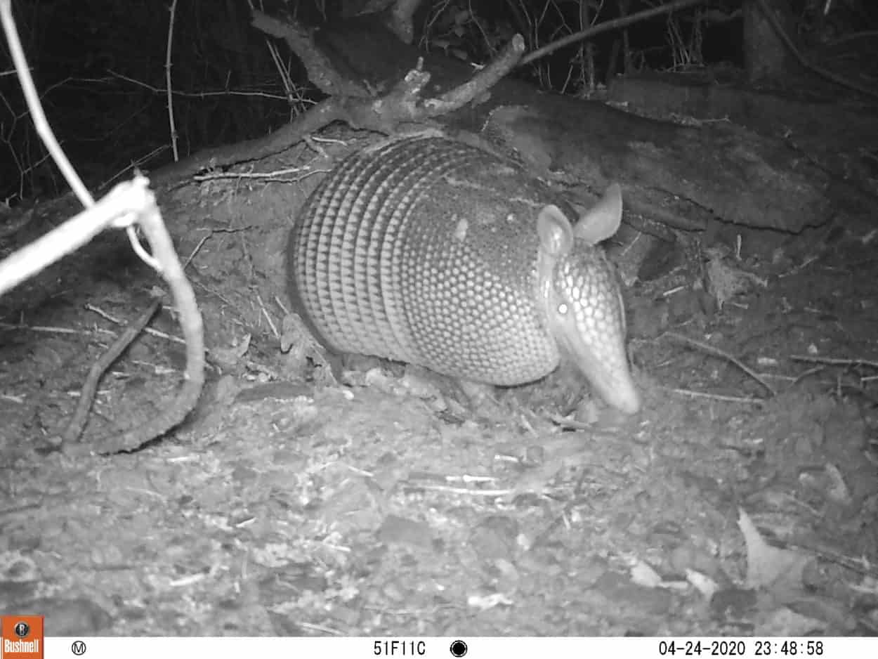 Human presence keeps armadillos up at night The Wildlife Society