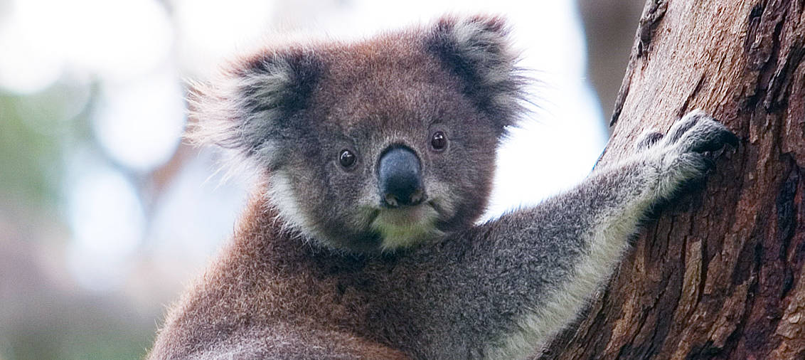Watch: Eastern Australian koalas declared endangered - The Wildlife Society
