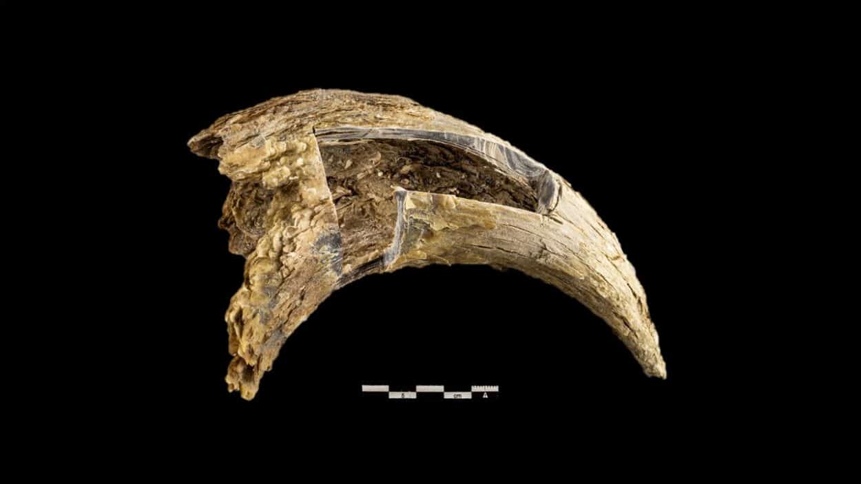 TWS2021: Old bison horns can reveal lost ecological information - The ...