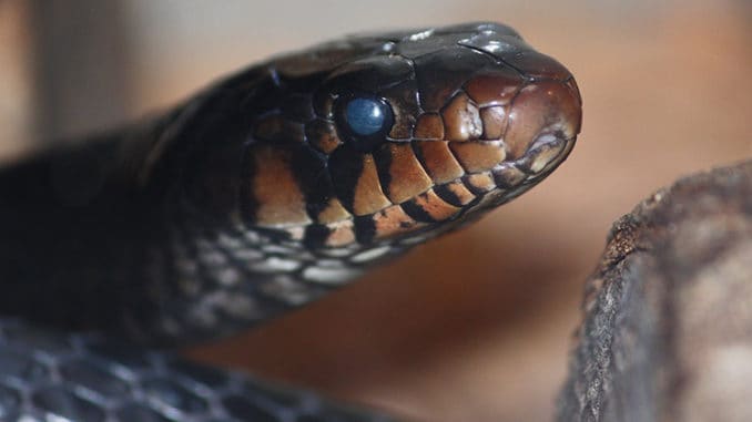 Rare Eastern Indigo Snake Spotted In Alabama The Wildlife Society   Eastern Indigo Snake 678x381 