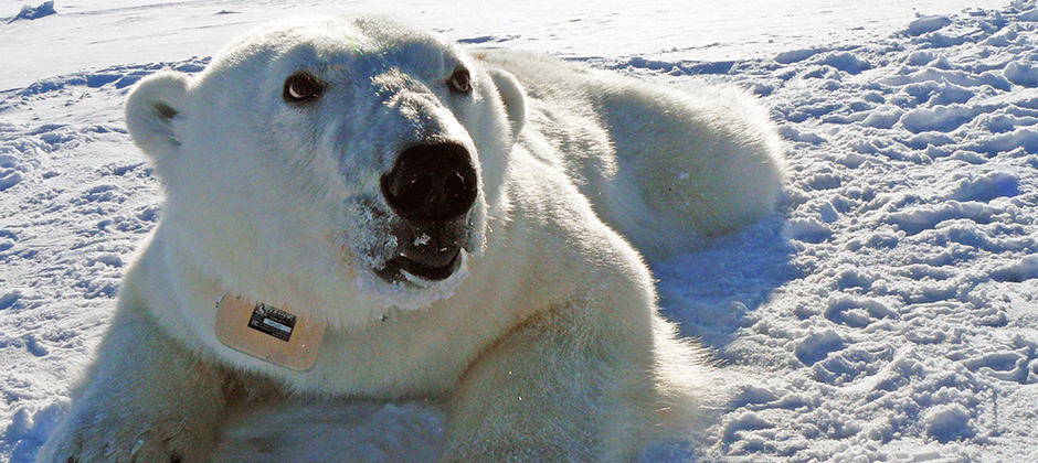 Polar bear ranges increase as sea ice shrinks - The Wildlife Society