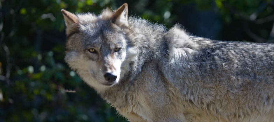 Watch: A day in the life of a wolf - The Wildlife Society