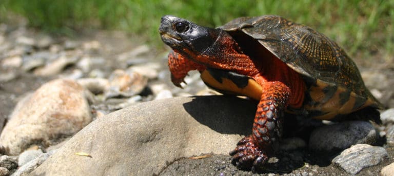 Wood turtles have lost more than half of their suitable habitat - The ...